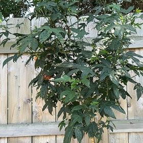 Photo of the plant species Ricinus Communis by @LikelyFuchsia66 named Kylie on Greg, the plant care app