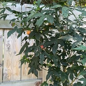 Photo of the plant species Abutilon Striatum by @LikelyFuchsia66 named Daphne on Greg, the plant care app