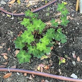Photo of the plant species Dovefoot Geranium by @LikelyFuchsia66 named Naomi on Greg, the plant care app