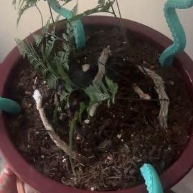 Photo of the plant species Rabbit's Foot by @BigFicus24 named Drake on Greg, the plant care app