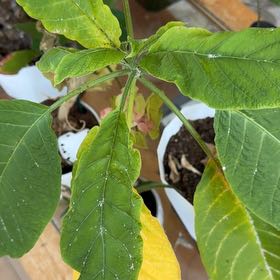 Photo of the plant species Brazil's White Angel Trumpet by @EarthyTutu named Orwell on Greg, the plant care app