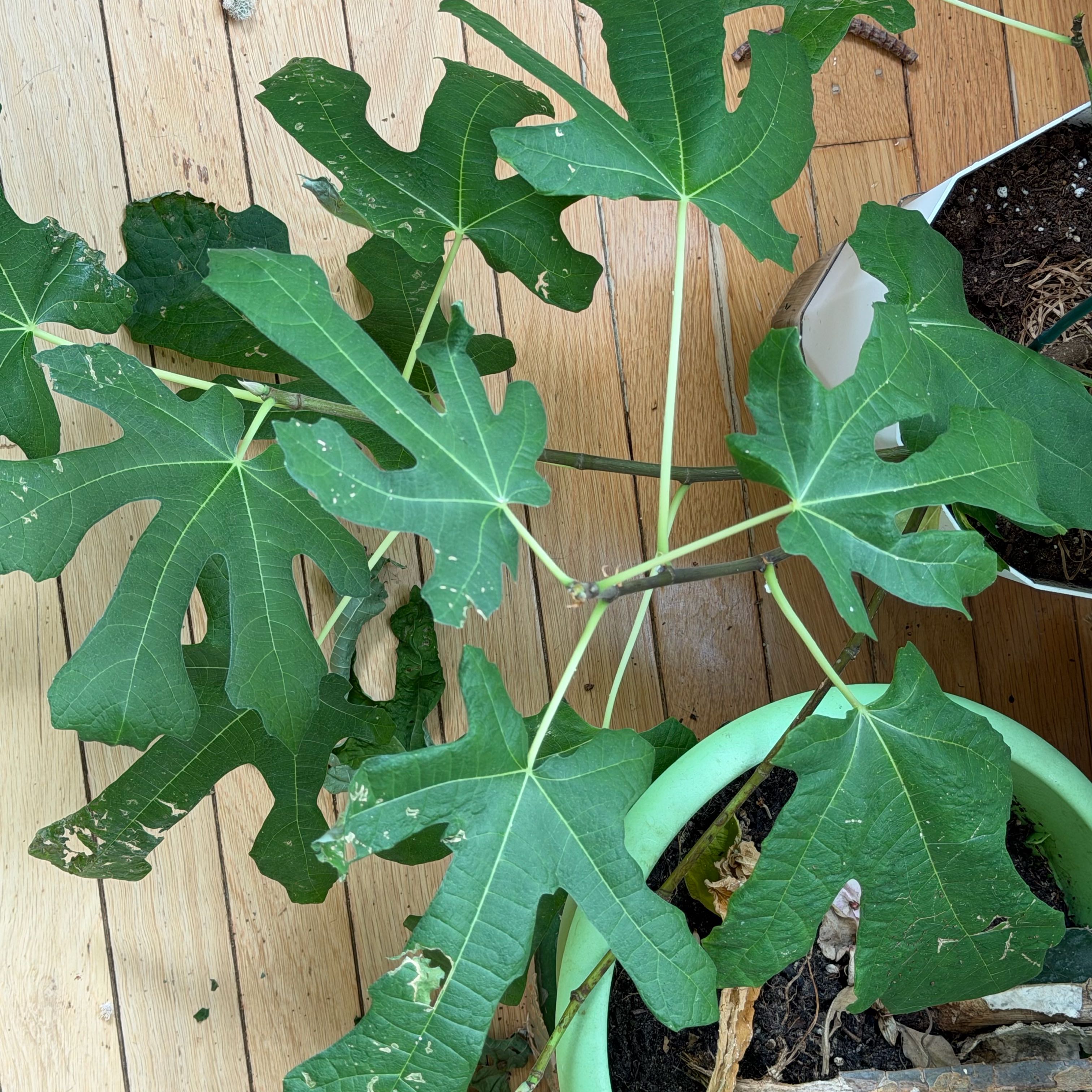 Photo of the plant species Brown Turkey Fig by @EarthyTutu named Naomi on Greg, the plant care app