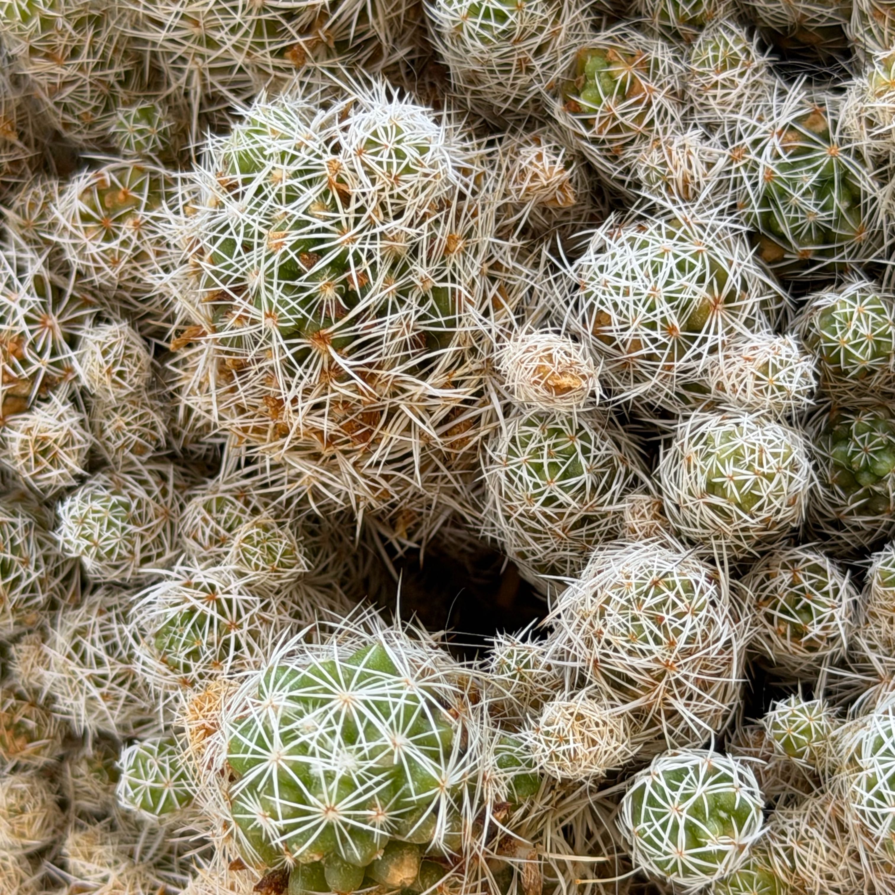 Photo of the plant species Pineapple Cactus by @EarthyTutu named Sproutacus on Greg, the plant care app
