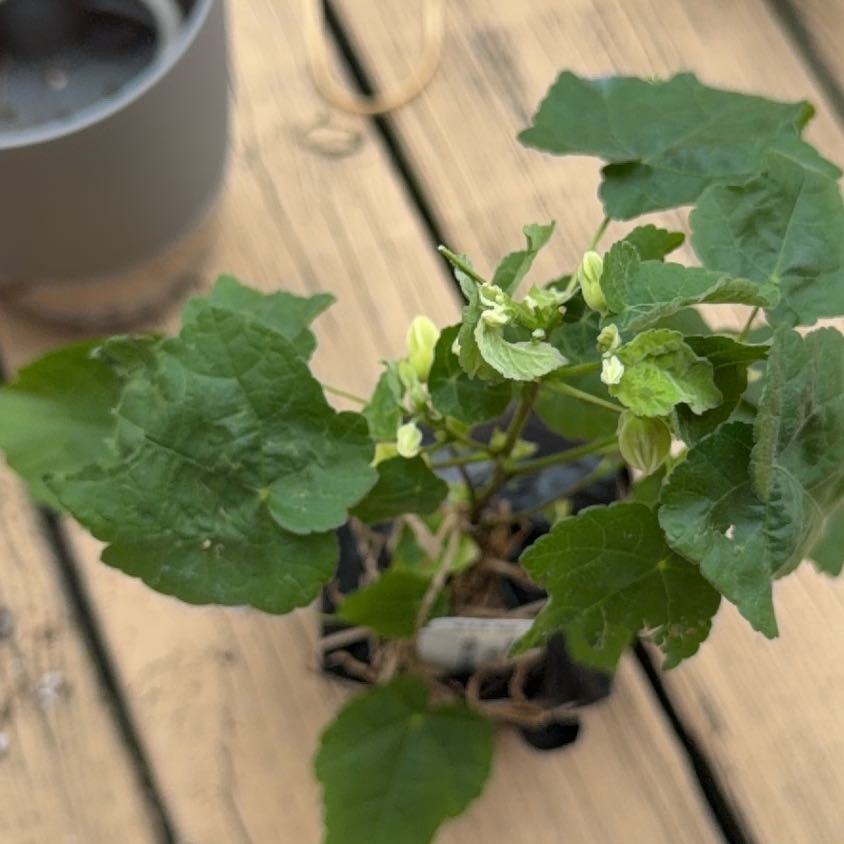 Photo of the plant species Abutilon Striatum by @EarthyTutu named Taylor Swift on Greg, the plant care app