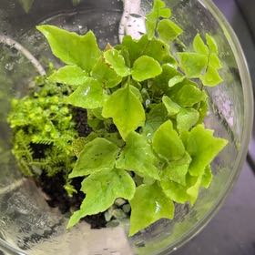 Photo of the plant species House Holly-Fern by @EarthyTutu named Drake on Greg, the plant care app