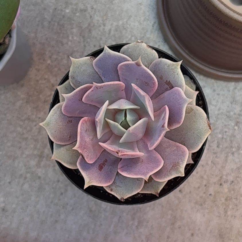 Photo of the plant species Echeveria by @YiftViolet15 named Catrina on Greg, the plant care app