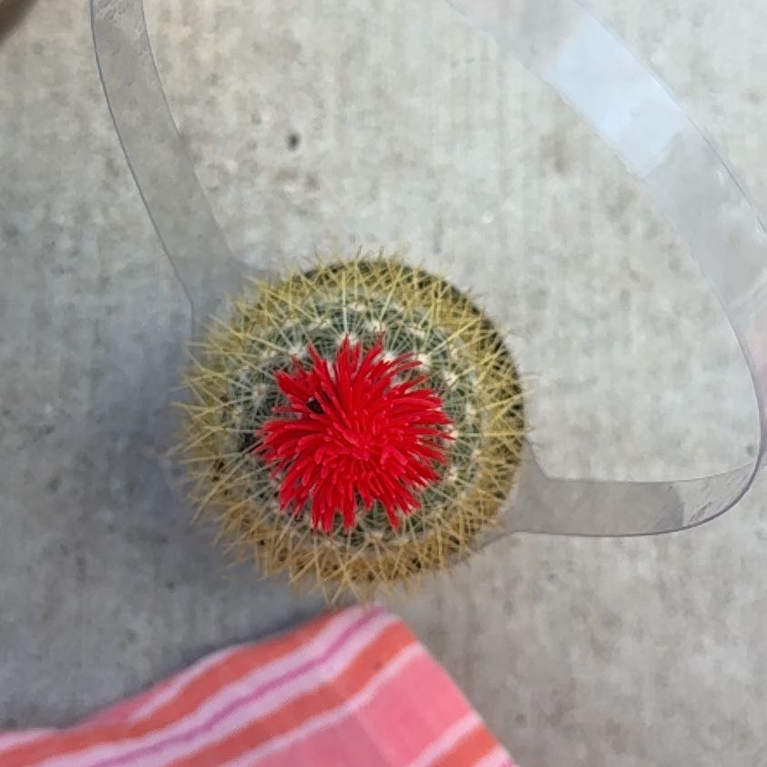 Photo of the plant species Cactus by @YiftViolet15 named Jerry on Greg, the plant care app