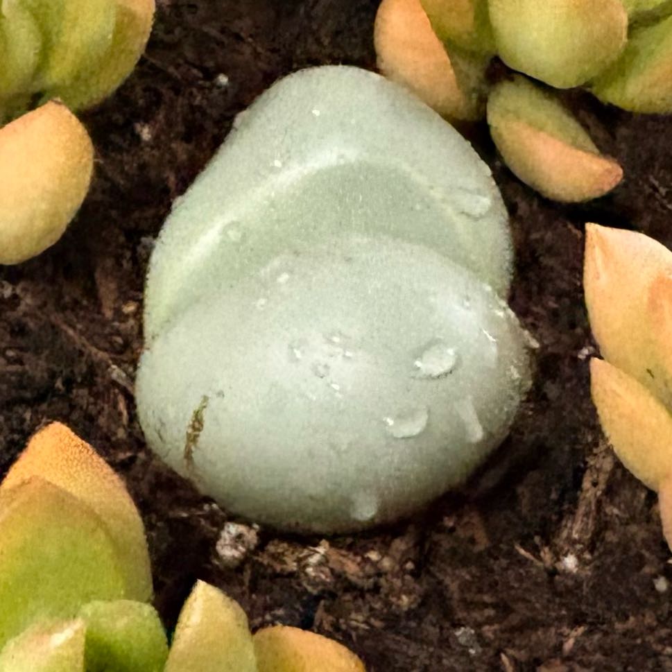 Photo of the plant species Argyroderma spp. by @SmileyHedera18 named Pet Rock on Greg, the plant care app