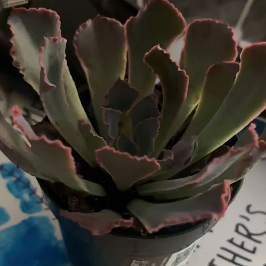 Photo of the plant species Succulent by @SnappyRoselle91 named Sir Plancelot on Greg, the plant care app