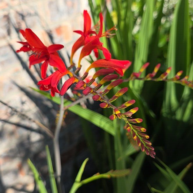 Photo of the plant species Greater Cobra Lily by @SteadfastHoya30 named Navajo on Greg, the plant care app