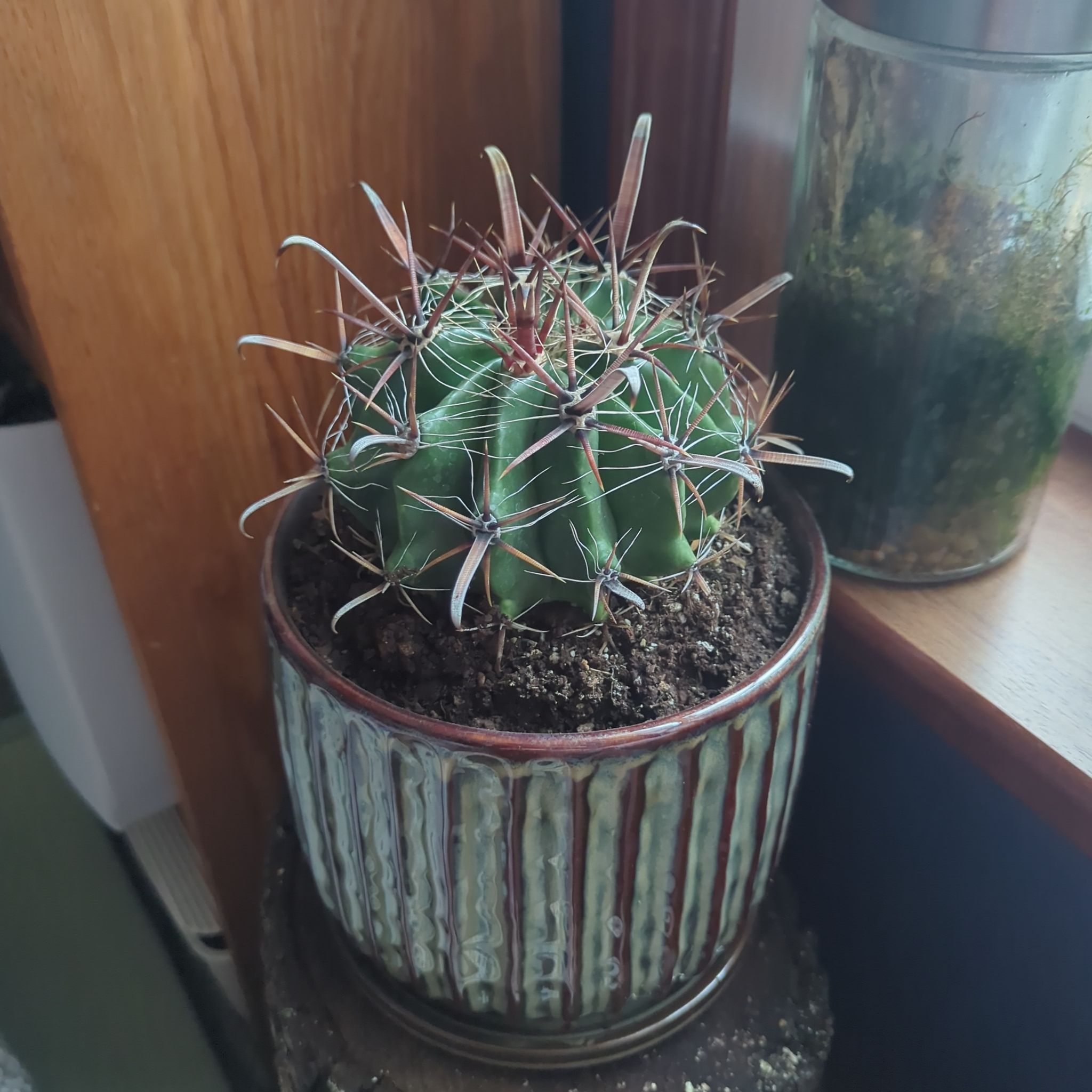 Photo of the plant species Ferocactus horridus by @GoldBanana63 named Cthulhu on Greg, the plant care app