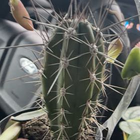 Photo of the plant species Toothpick Cactus by @HolyEcheveria82 named Tree Diddy on Greg, the plant care app