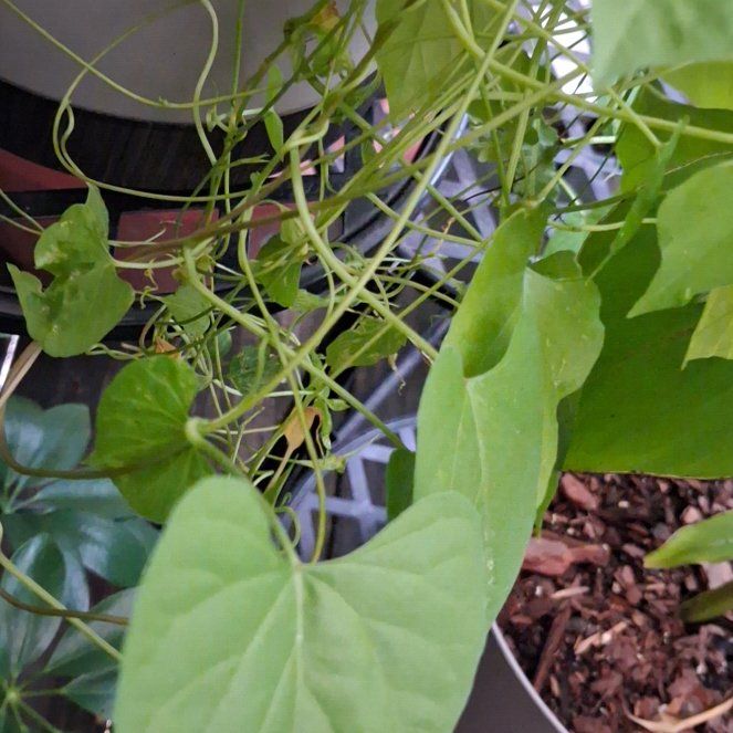 Photo of the plant species Mexican Morning Glory by @FitSalad13 named Demi on Greg, the plant care app