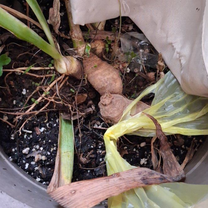 Photo of the plant species Orchid by @FitSalad13 named Madonna on Greg, the plant care app