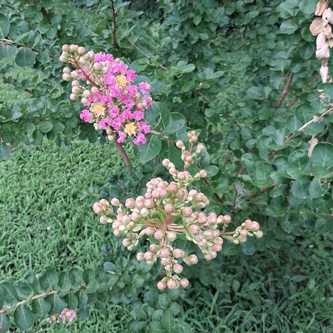 Photo of the plant species Cape Myrtle by @FitSalad13 named Willow on Greg, the plant care app