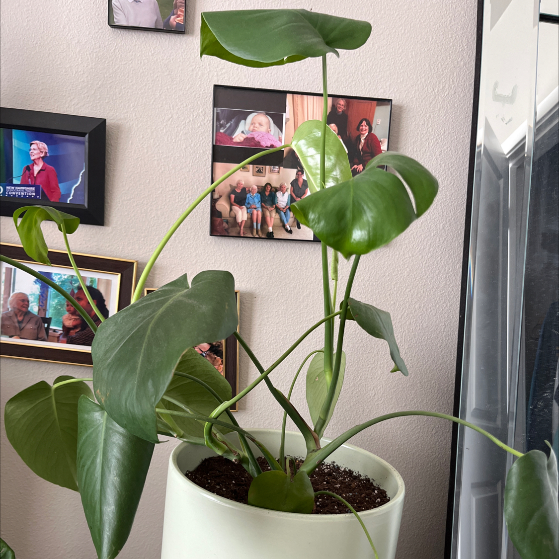 Healthy Monstera deliciosa plant with large perforated leaves in a living room, potted in soil.