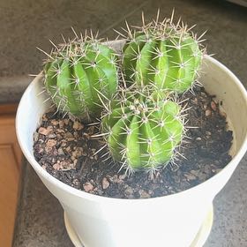 Photo of the plant species Easter Lily Cactus by Angela named Lilly on Greg, the plant care app