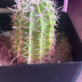 Photo of the plant species hedgehog cacti by Angela named Hedda on Greg, the plant care app