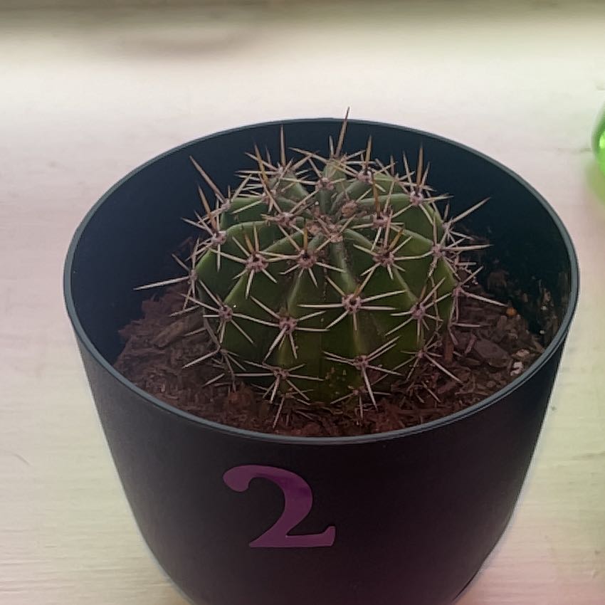 Photo of the plant species Easter Lily Cactus by Angela named Lily on Greg, the plant care app