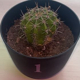 Photo of the plant species Easter Lily Cactus by Angela named Lulu on Greg, the plant care app