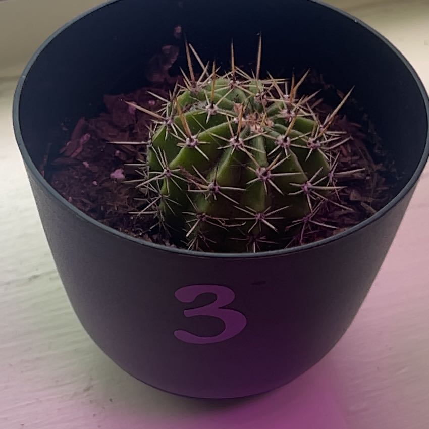 Photo of the plant species Easter Lily Cactus by Angela named Lenore on Greg, the plant care app