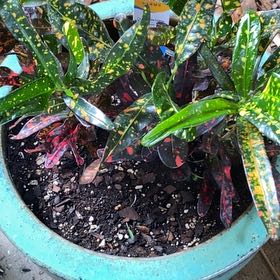 Photo of the plant species Bush on Fire Croton by @BigDuckpotato66 named Demi on Greg, the plant care app