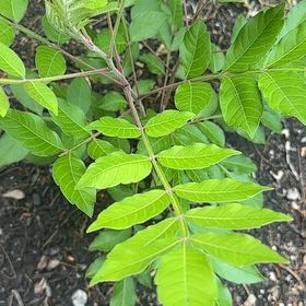 Photo of the plant species winged sumac by @SavvyKiekie44 named Orwell on Greg, the plant care app
