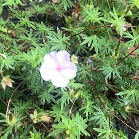 Photo of the plant species Bloody Geranium by @SavvyKiekie44 named Homer on Greg, the plant care app