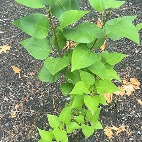 Photo of the plant species Lilac by @SavvyKiekie44 named Mochi on Greg, the plant care app