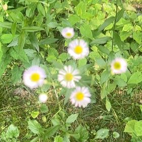Photo of the plant species Philadelphia Fleabane by @SavvyKiekie44 named Tree Diddy on Greg, the plant care app
