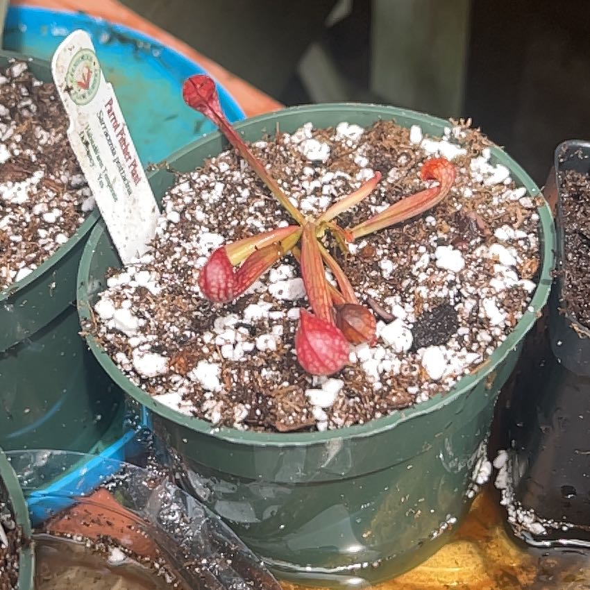 Photo of the plant species Parrot Pitcher Plant by @GemChamise52 named Parrot Pitcher on Greg, the plant care app