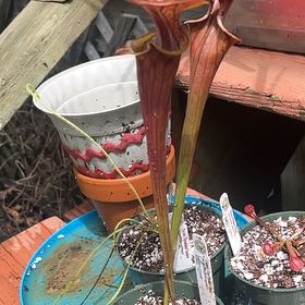 Photo of the plant species Sweet Pitcher Plant by @GemChamise52 named Copper Top on Greg, the plant care app