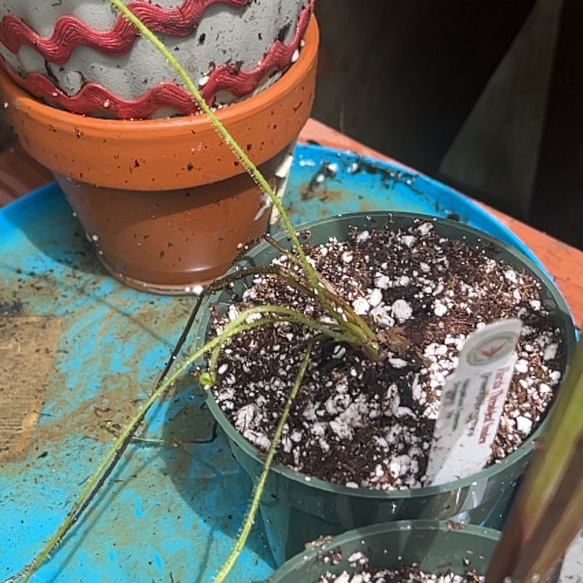 Photo of the plant species Drosera Filiformis by @GemChamise52 named Filiformis on Greg, the plant care app