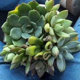 Photo of the plant species Assorted Succulents by @ZealHenbane7 named Peter Parker on Greg, the plant care app