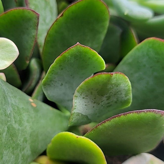 Photo of the plant species Pig's Ear by @QueenMarjoram94 named Athena on Greg, the plant care app