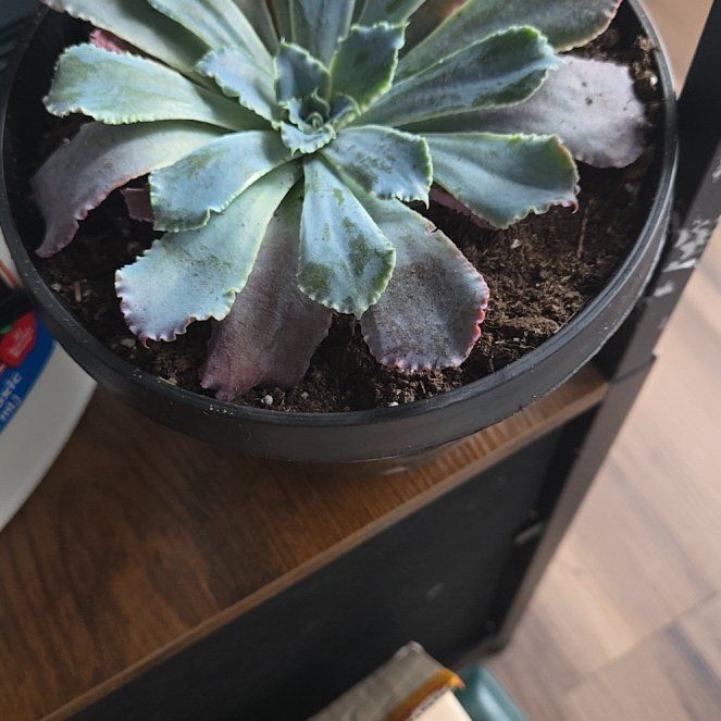 Photo of the plant species Succulent by @VipMonstera36 named Elina on Greg, the plant care app