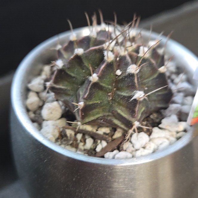 Photo of the plant species Gymnocalycium stenopleurum by @VipMonstera36 named Fernie Mercury on Greg, the plant care app
