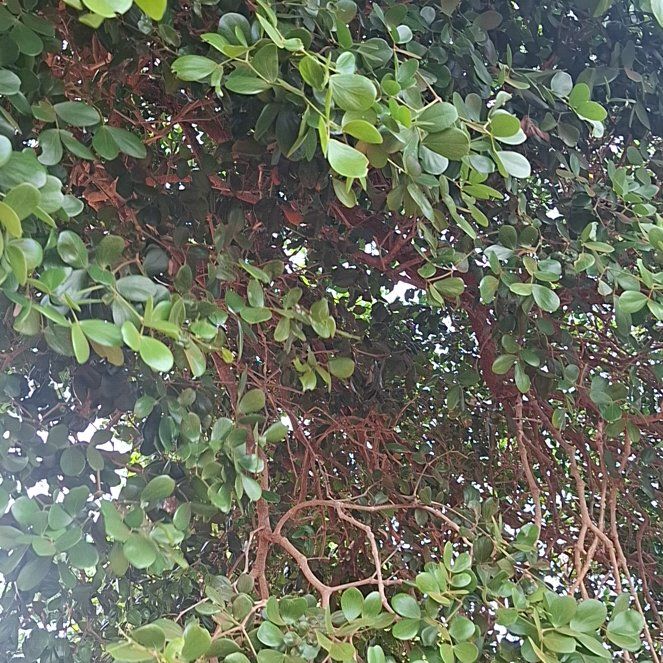 Photo of the plant species Strawberry Guava by @LeadBoxholly97 named Messi on Greg, the plant care app