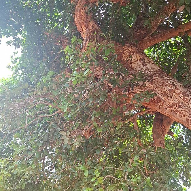 Photo of the plant species Pōhutukawa by @LeadBoxholly97 named Orlando Bloom on Greg, the plant care app