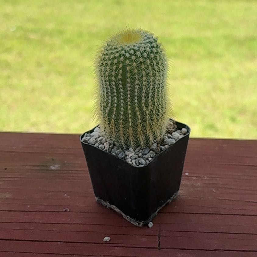 Photo of the plant species Lemon Ball by @UnbeatenPeony22 named Larry on Greg, the plant care app
