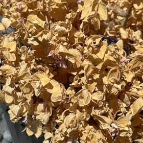 Photo of the plant species Sweet Pea Bush by @FieryCorrea25 named Bella on Greg, the plant care app