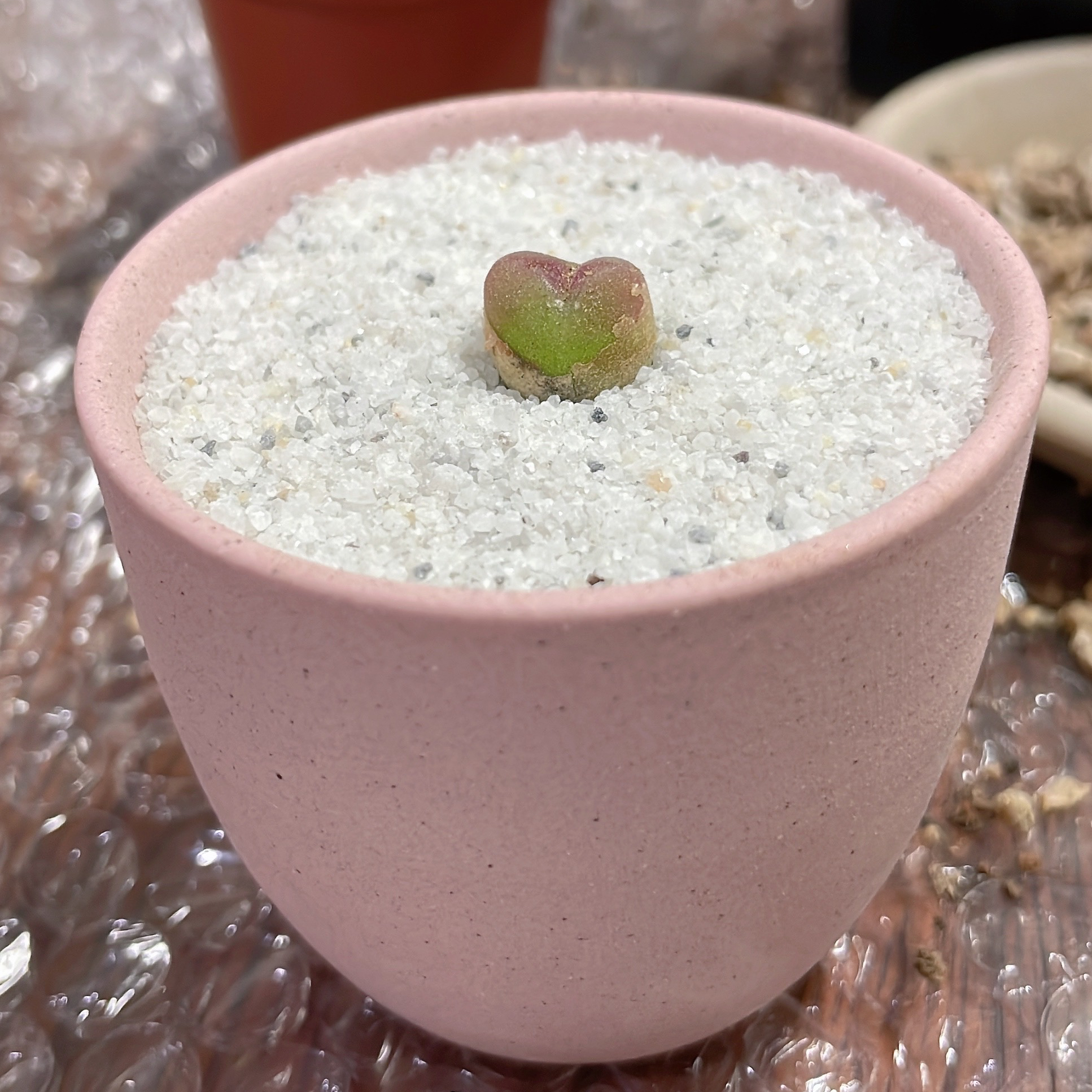 Photo of the plant species Conophytum Maughanii by @cocolulu named Jelly on Greg, the plant care app