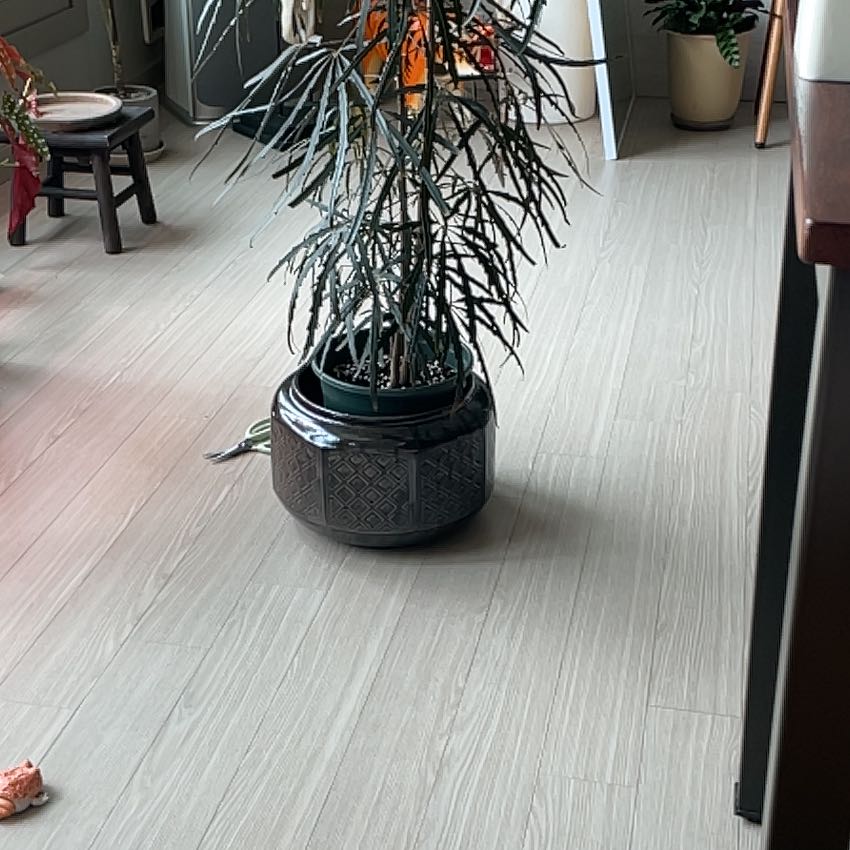 Photo of the plant species Calathea 'Silvia' by @cocolulu named Peter Parker on Greg, the plant care app