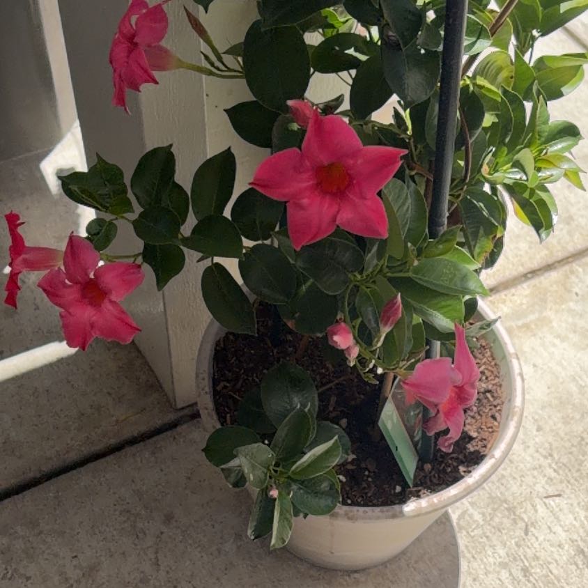 Photo of the plant species Sun Parasol Mandevilla by @IdolBrooklime91 named Kardashian on Greg, the plant care app