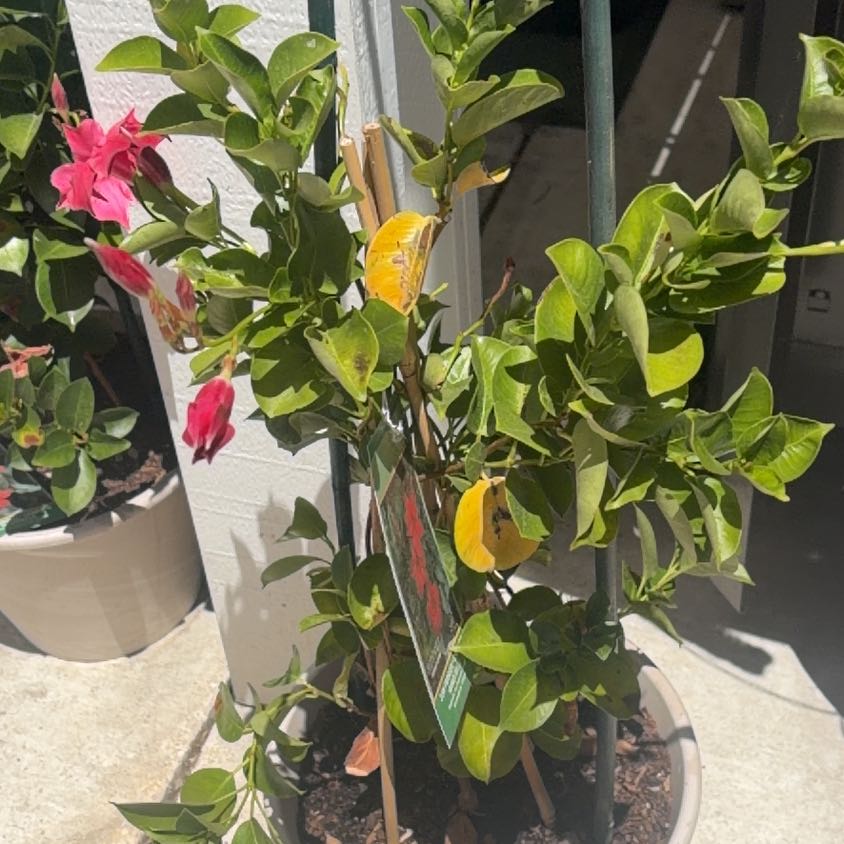 Photo of the plant species Sun Parasol Mandevilla by @IdolBrooklime91 named Sir Plancelot on Greg, the plant care app