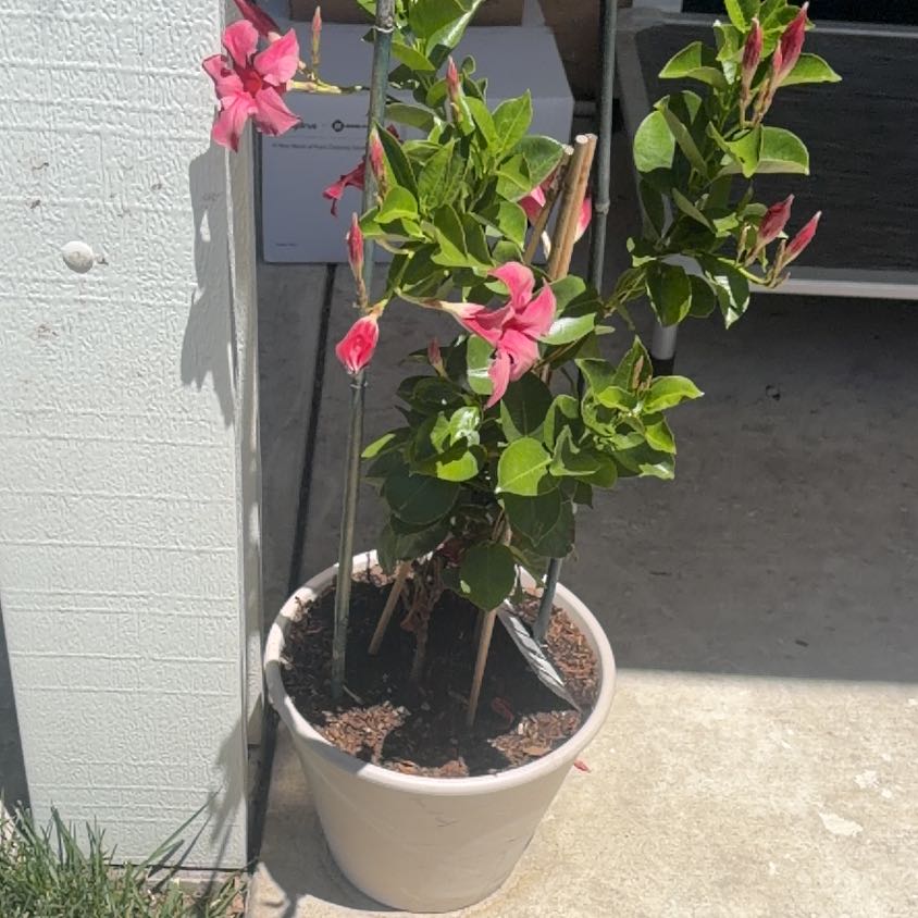 Photo of the plant species Sun Parasol Mandevilla by @IdolBrooklime91 named Emerson on Greg, the plant care app