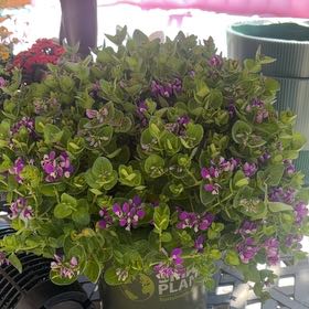 Photo of the plant species Myrtle-Leaf Milkwort by @IdolBrooklime91 named Pax on Greg, the plant care app