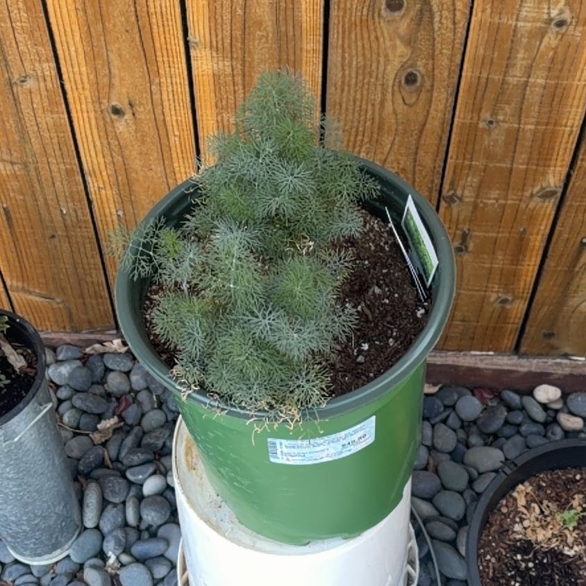 Photo of the plant species Dill by @IdolBrooklime91 named Bigleef Smalls on Greg, the plant care app