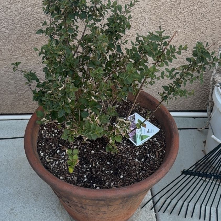 Photo of the plant species Bloomerang Purple Lilac by @IdolBrooklime91 named Rosa on Greg, the plant care app