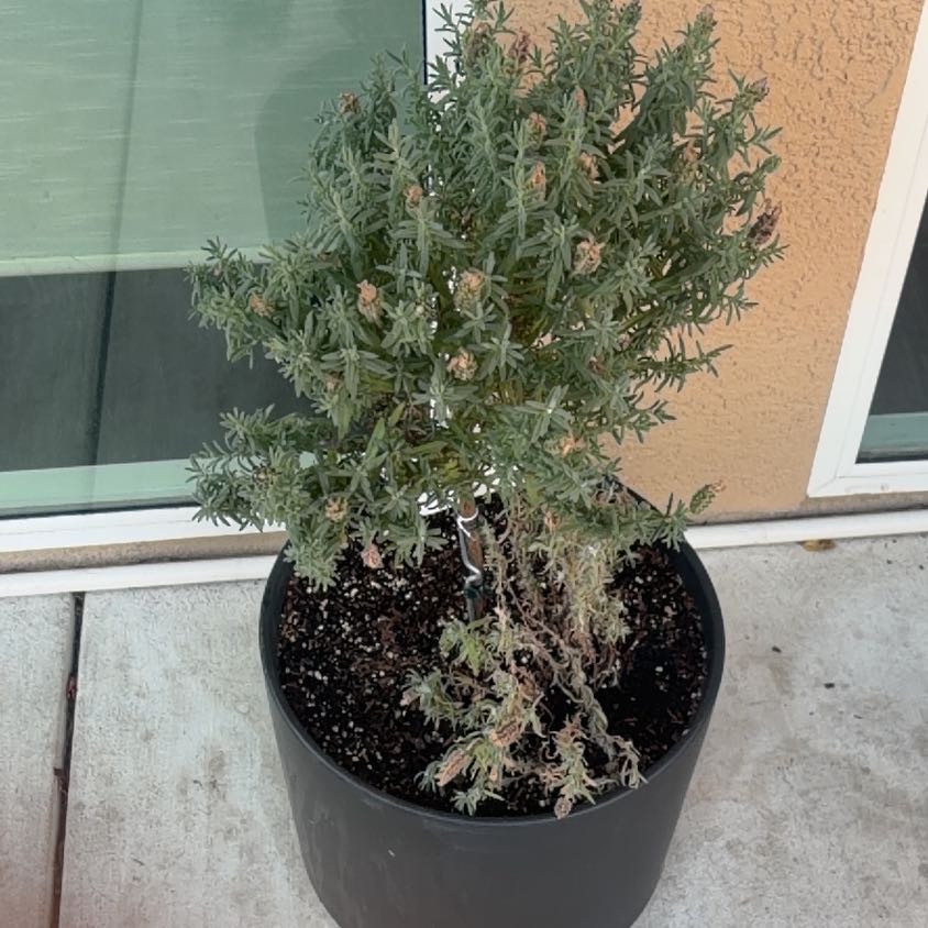 Photo of the plant species Lavender Tree by @IdolBrooklime91 named Maya on Greg, the plant care app